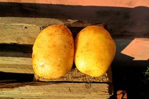 Особенности белорусского картофеля Уладар